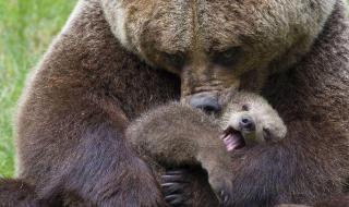 表达母爱的唯美句子